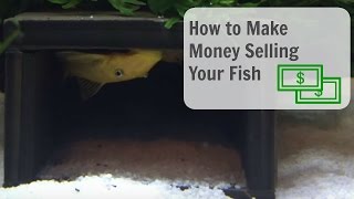 How to: Make money selling fish