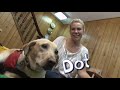 Martha Speaks Who S That Dog Dot