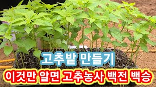 이것만 알면 고추농사 백전 백승 고추밭 만들기,밑거름,두둑만들기 살충제,살굴제,관수,물주기,고추모종 심는시기…