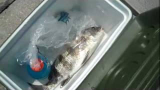 preview picture of video 'Jetty Fishing Fort Pierce'