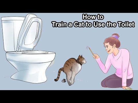 How to Train a Cat to Use the Toilet