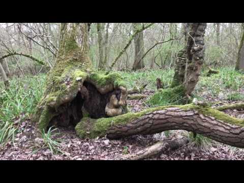 SWINESHEAD WOODS WALK