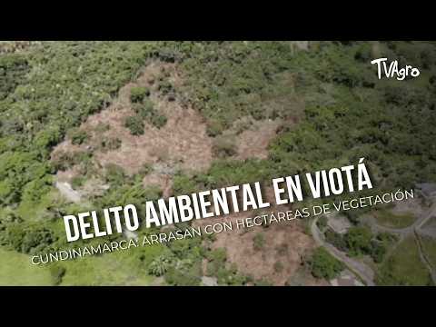 Delito ambiental en Viotá,  arrasan con hectáreas de vegetación- TvAgro por Juan Gonzalo Angel