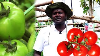 Grow this type of tomatoes & make millions of money on Small scale , you won