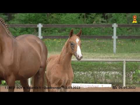Lot 1: Hengstfohlen v. Belantis II x Quadroneur