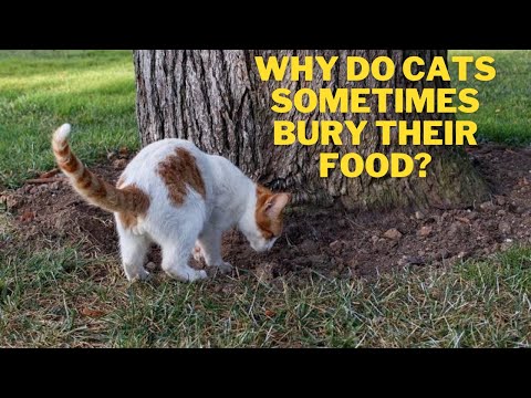 Why Do Cats Sometimes Bury Their Food? 6 Reasons For This Behavior