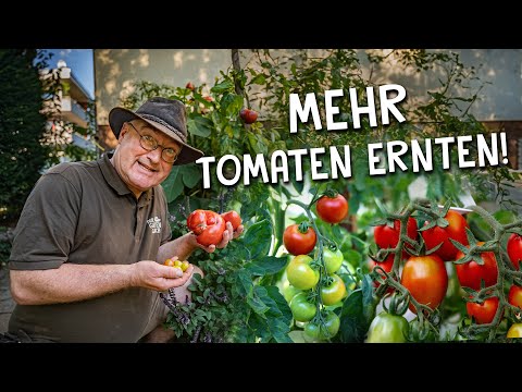 , title : '8 Tipps für eine bessere Tomaten Anzucht & Ernte 🍅 - Richtige Aussaat, Pflanzung & Pflege'