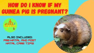 How do I know if my Guinea Pig is pregnant? | How long are guinea pigs pregnant for?