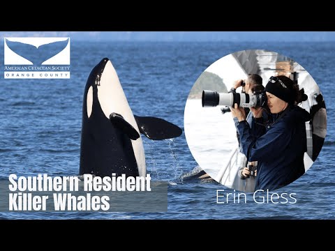 Southern Resident Killer Whales with Erin Gless