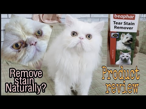 HOW TO REMOVE/LESSEN CAT TEAR STAIN NATURALLY.