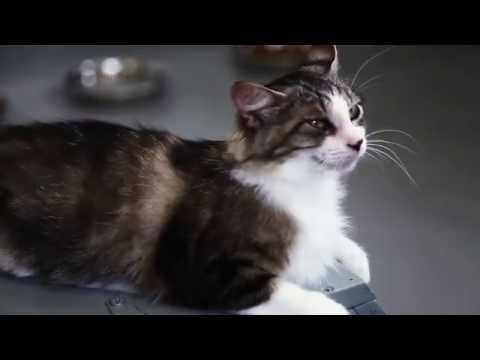 Wags & Whiskers — Gladwin