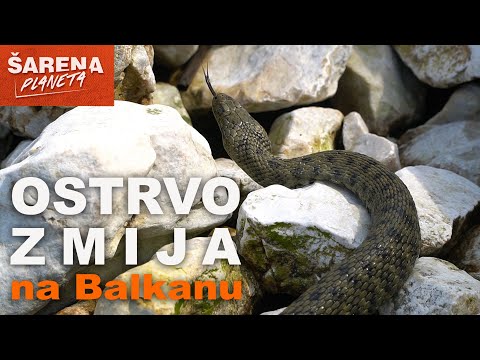 Andrija Jurašin - SNAKE ISLAND IN EUROPE