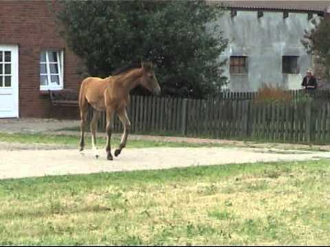 Holst. Hengstfohlen Clarimo-Cristo-Lantaan