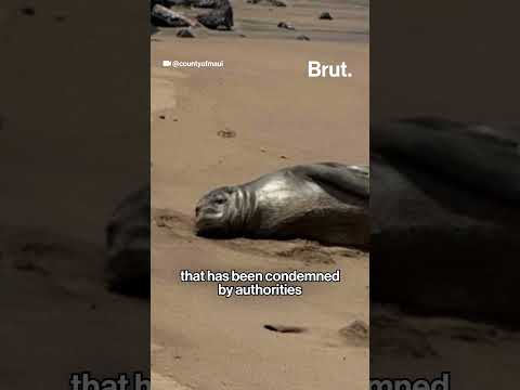 US agents arrest tourist after video show rock hurled at endangered Hawaiian monk seal's head