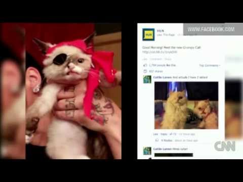 kitty Becomes An internet Star