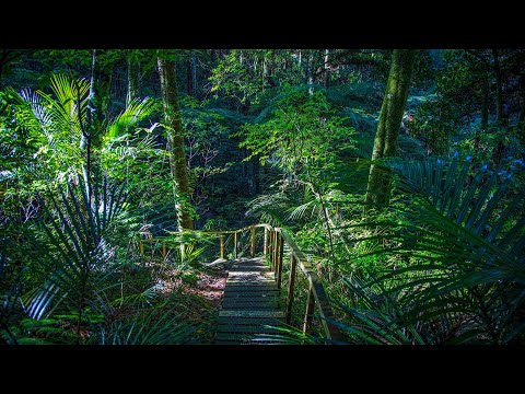 Parry Kauri Park . Warkworth , Auckland Region , New Zealand  (4k)