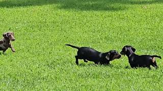 08022025 Doxies First Day Outside