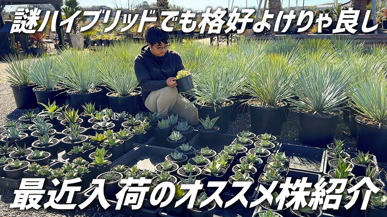 【個人的お勧め株】謎ハイブリッドアガベやロストラータなど色々入荷しました!!