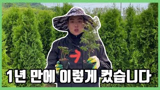파스티기아타, 열풍은 이제 시작!!1.8m분작업 상차 및 2년생 묘목 소개!!!