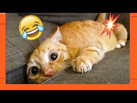 These CATS Are Too Silly😼😹💕  Funniest Cat Videos 2025