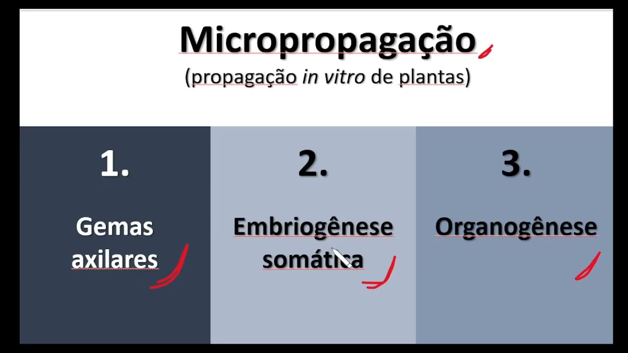 7-Micropropagação_Técnicas