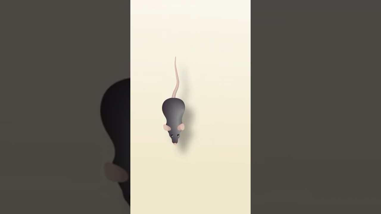 Mouse for cats to watch 🐭📺😻