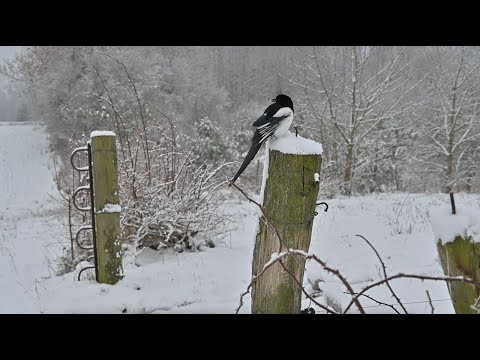 Die Geschichte der Elster Else (die Else-Story), Teil 9