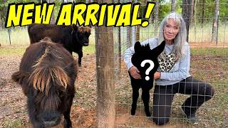 The One Animal Our Mini Highland Cow Didn't Expect to Meet