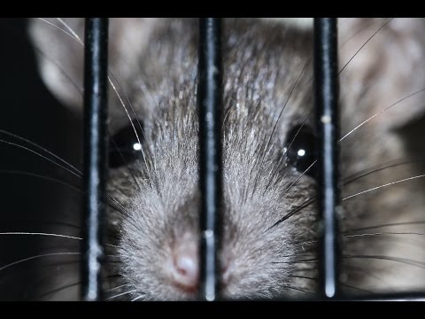 Diarrea a un parassita Medicina per helminths di uno spettro largo di attività per gattini