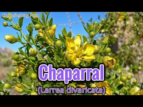 Chaparral herb containing a powerful antioxidant