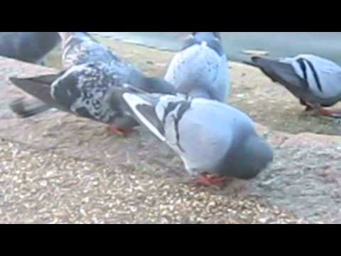 SuperDestroyer!!!- Pigeon Kicking Man, Stop Kicking Pigeons