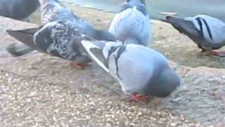 SuperDestroyer!!!- Pigeon Kicking Man, Stop Kicking Pigeons