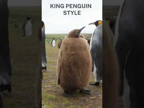 Funny Sweet King Penguin, Awesome Sounds of Animals #shorts #animal #animals #penguin #sound 🐧🐧