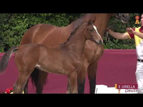 03 URIELLA - SF v. Uno - Stalypso - Riedlinger Fohlenauktion 2020