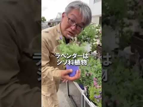 園芸 ラベンダーに関するよくある質問
