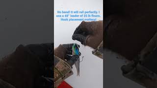 Nothing out-fishes bait for feeding Chinook! Puget Sound Blackmouth