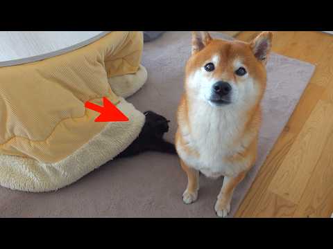 youtube-動物記事1970/01/01 09:00:00