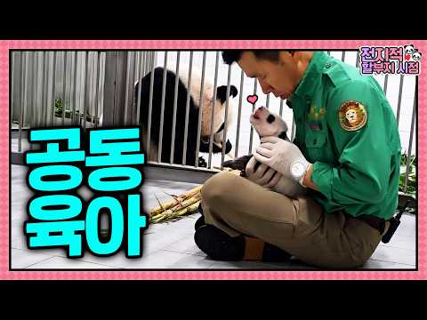 (SUB) ⭐속보⭐강바오, 결국 바오들과 합사해...  |  전지적 할부지 시점 ep.269