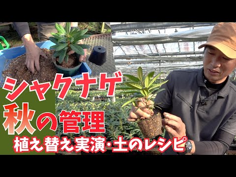 ポットにシャクナゲに水をやる ツツジに水をやる方法 シートの頻度