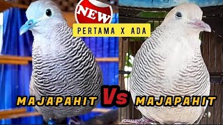 Download lagu Perkutut Cemani Majapahit Gacor Vs Silver Majapahit Gacor mp3 Download lagu Perkutut Cemani Majapahit Gacor Vs Silver Majapahit Gacor mp3