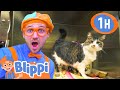 Blippi Visits An Animal Shelter Plays With Cute Pets 1 HOUR OF BLIPPI Animal Videos For Kids