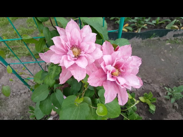 Клематис Литтл Мермэйд ( Clematis Little Mermaid ) . Русалочка . Японские сорта клематисов .