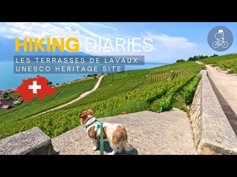 Terrasses de Lavaux Vineyard UNESCO Hike Along Lake Geneva // Easy Hike in Vaud [4K 60fps]
