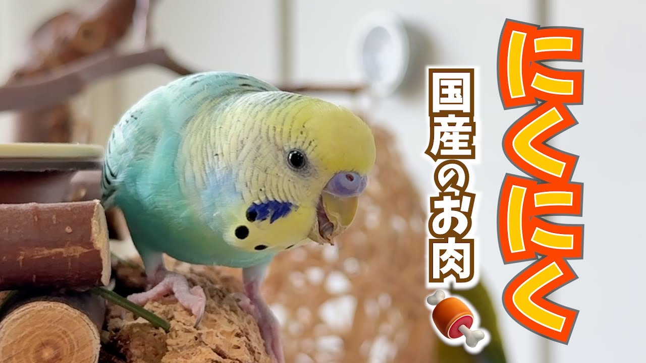 「国産のお肉〜♪」と歌うインコのアレンジが激しすぎる😂