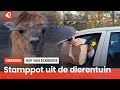 Door de XL Drive-Thru bij dierentuin Hof van Eckberge in Eibergen