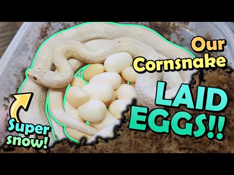 Our SNOW Corn Snake Laid Eggs!