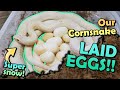 Our SNOW Corn Snake Laid Eggs