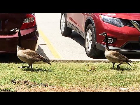 Canada Geese Family #shorts