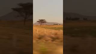 Take A Drive Through Ethiopia 🇪🇹 #shorts