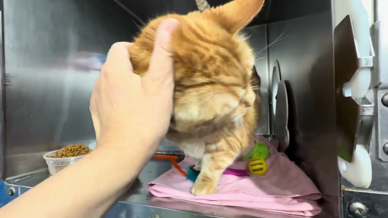 Beautiful Luna 251769 is dreaming to be home🏡